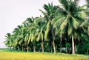 Tiềm năng tín chỉ carbon từ vườn dừa